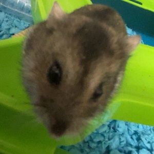 Meet your Posher, Chris